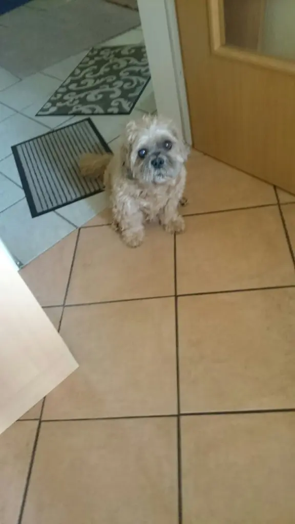 Condolence image of Angelika mit Balou im Herzen