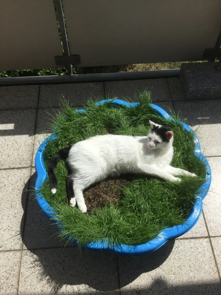 Image from Norbert