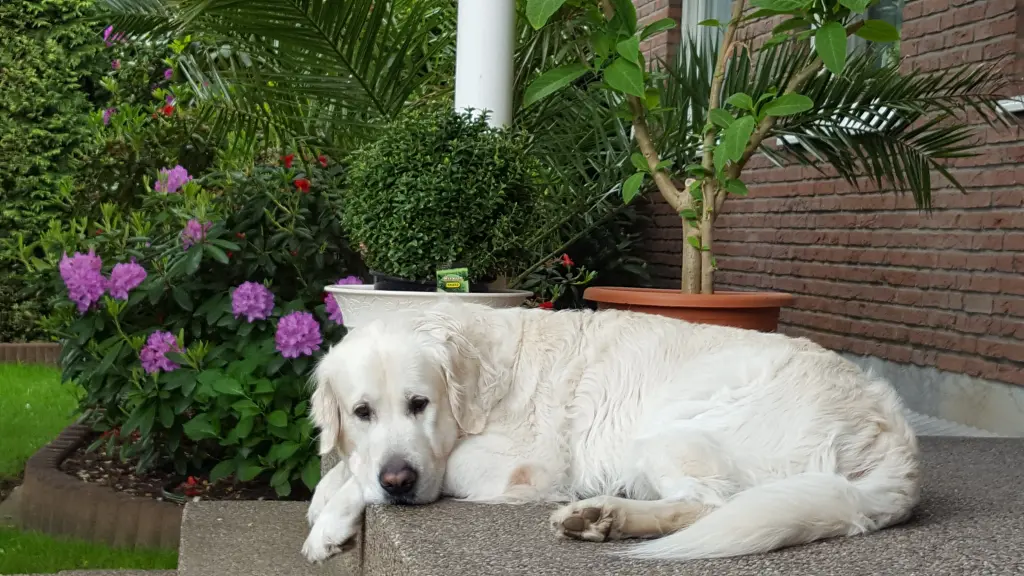 Andachtsbild von Buddy Dreikorn