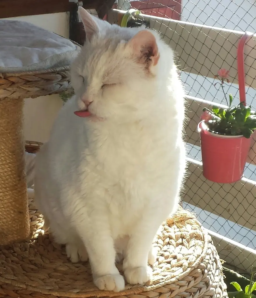 Condolence image of Ilse