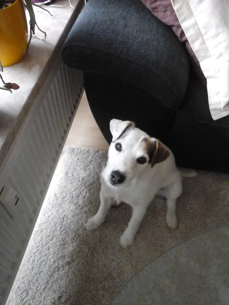 Condolence image of Kerstin mit Gismo im Herzen