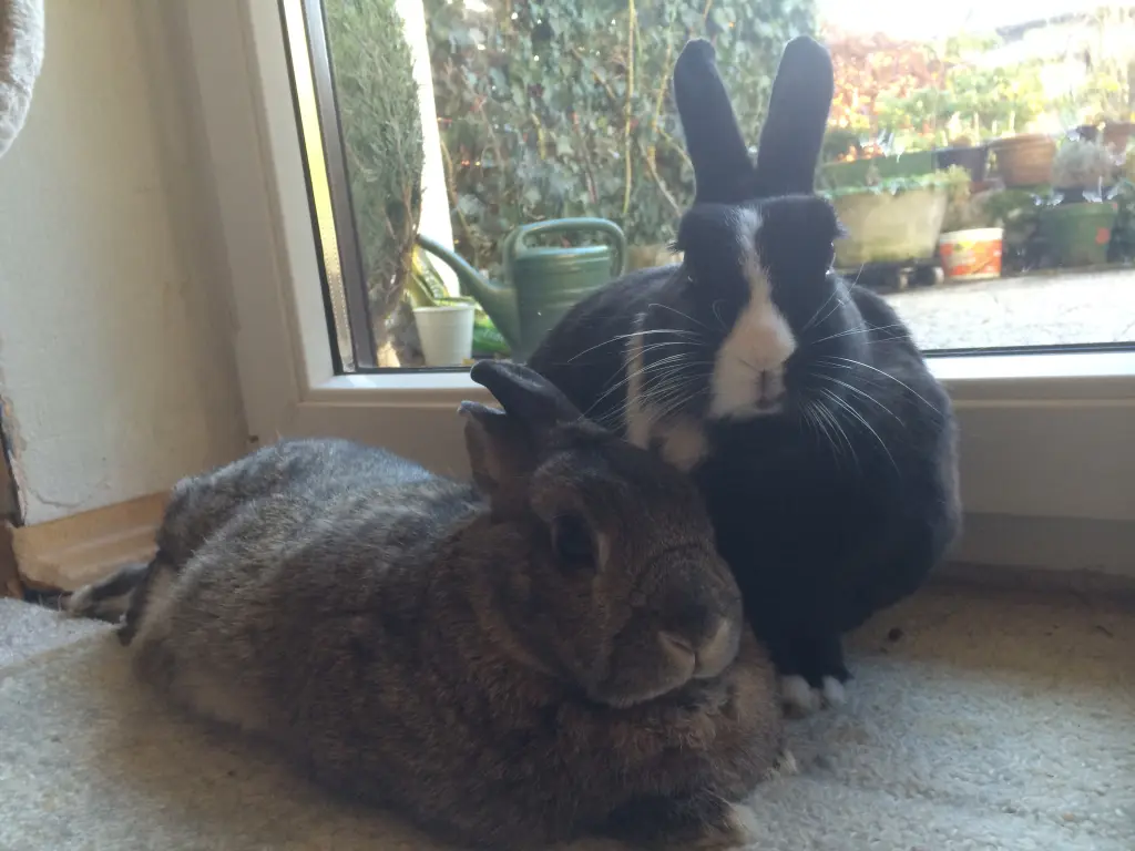 Condolence image of Rosen für Gismo