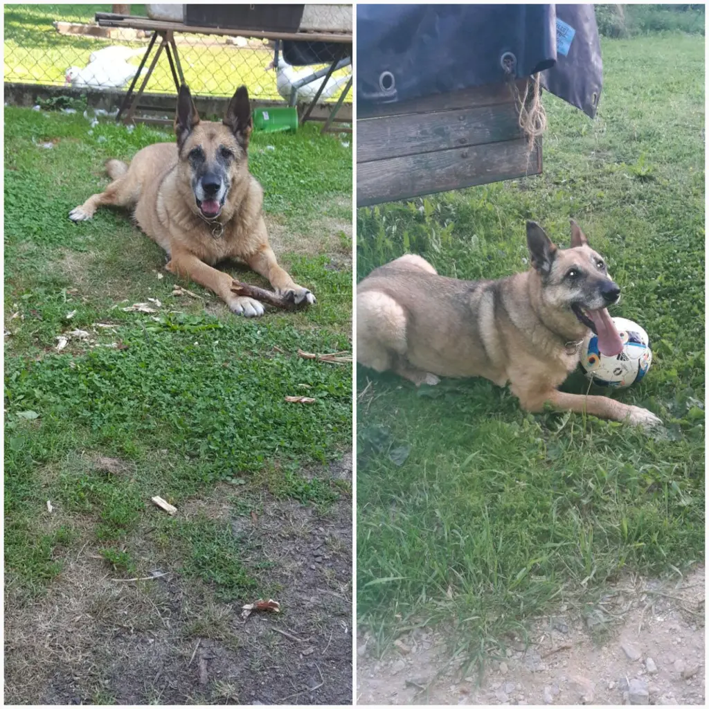Condolence image of Claudia mit Tara im Herzen 
