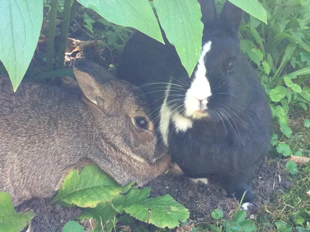 Condolence image of Eine Rose für Gismo 