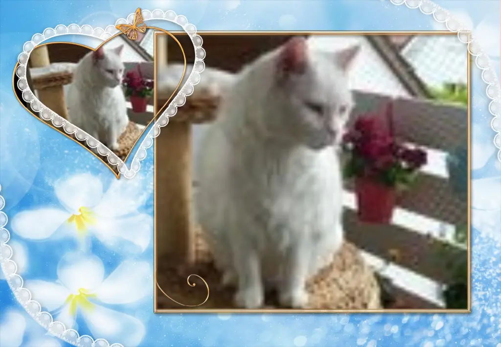 Condolence image of Klaudia mit Misiu❤❤❤