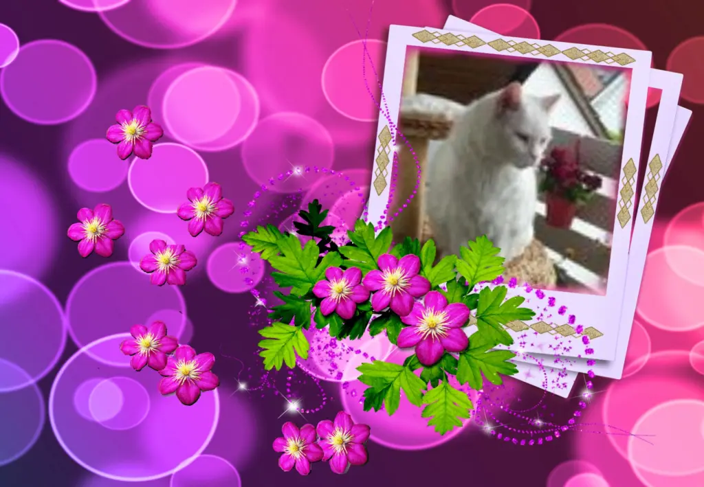 Condolence image of Klaudia mit Misiu❤❤❤