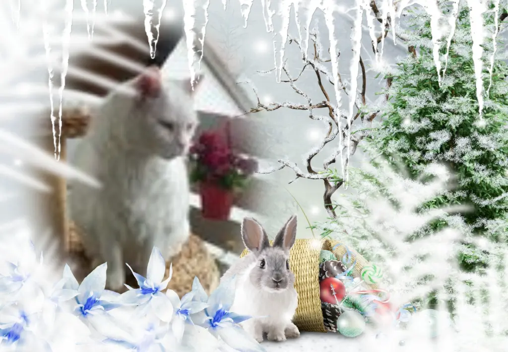 Condolence image of Fur Liebe Gismo❤