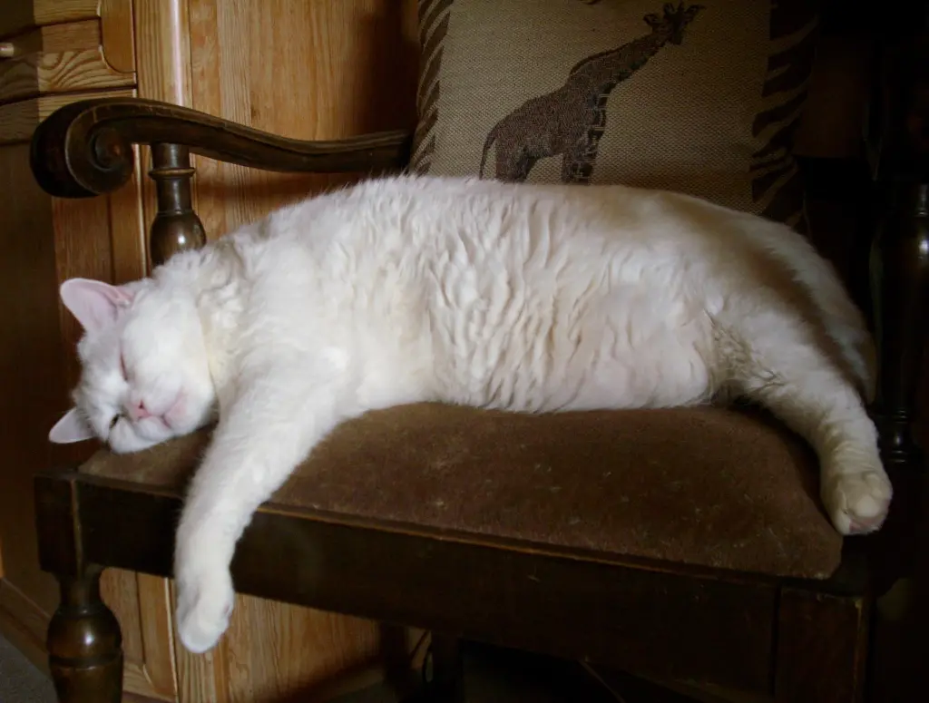 Condolence image of deiner Ilse