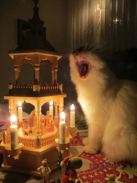 Condolence image of Uschi mit Seelenkatzen Jojo und Merlin