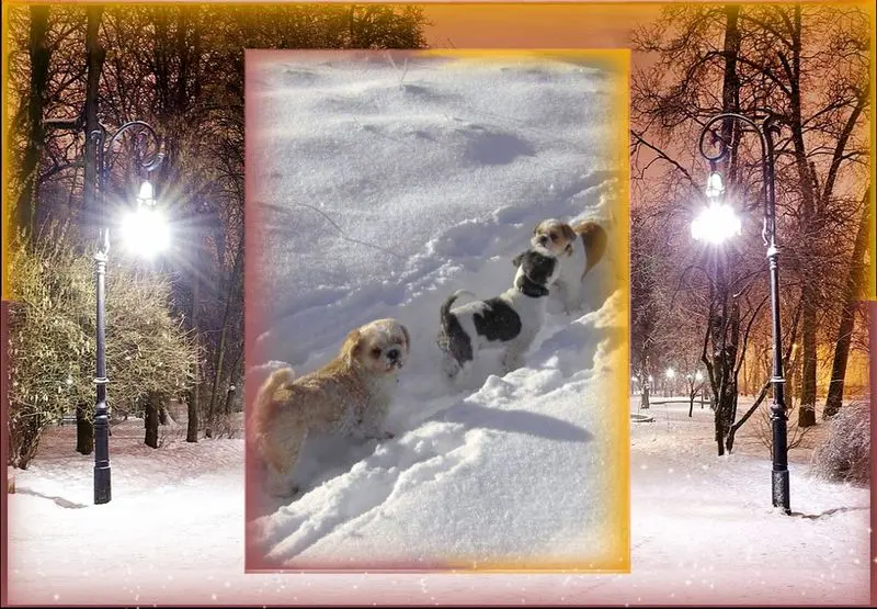 Condolence image of Marika mit Balou und Hippo im Herzen