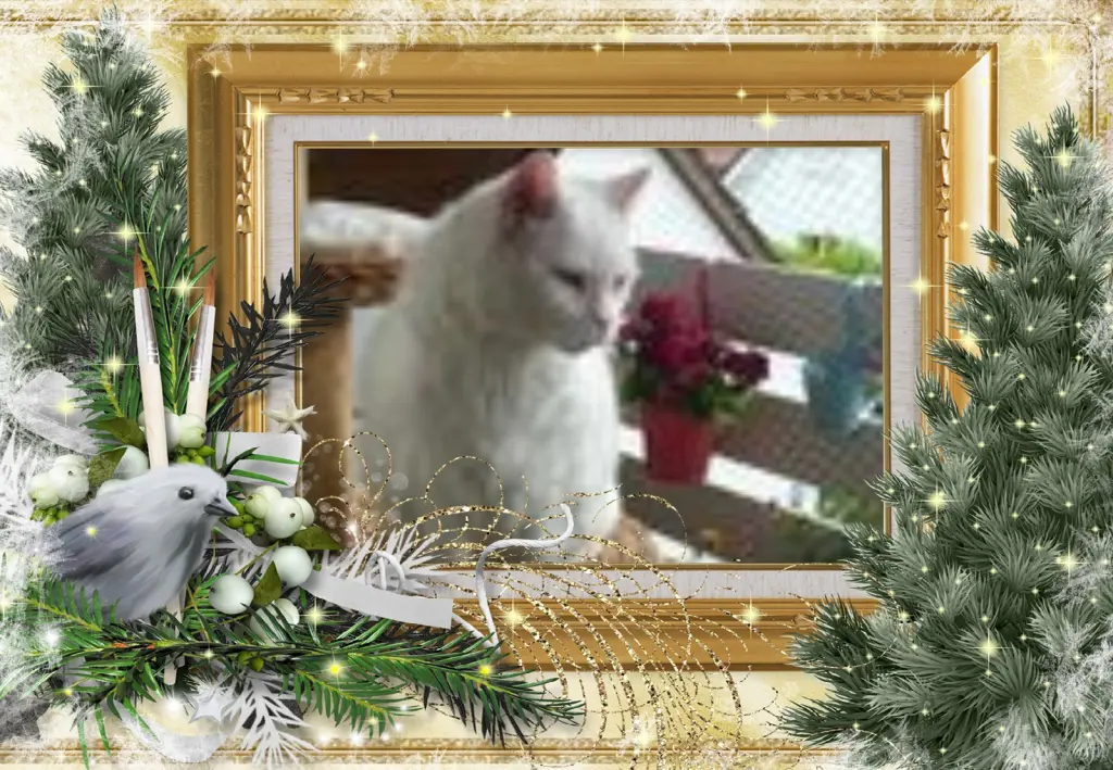 Condolence image of Klaudia mit Misiu❤❤❤Ganz Tief im Herzen❤