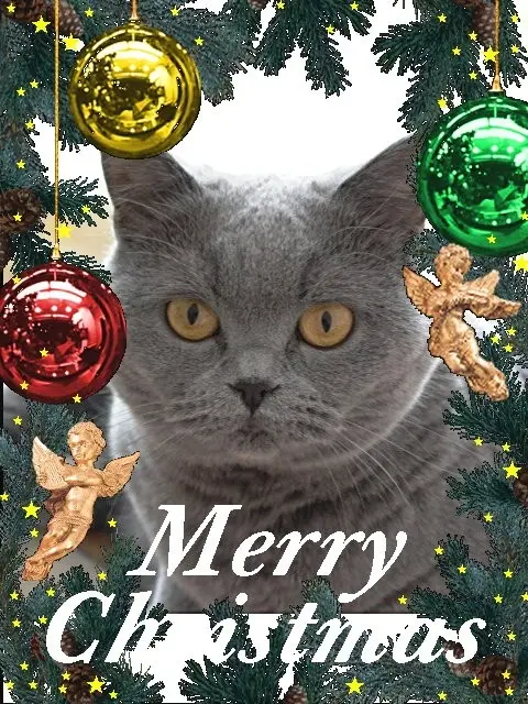 Condolence image of Hans u. Sibylle mit Momo † 13.11.2017