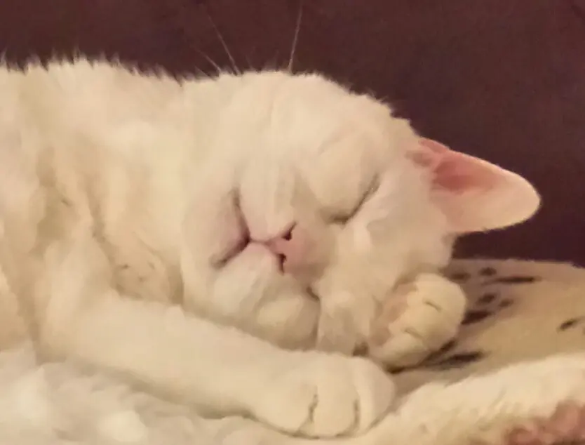 Condolence image of deiner Ilse zum neuen Jahr