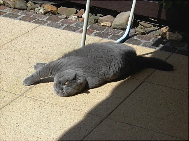 Condolence image of Hans u. Sibylle mit Momo † 13.11.2017