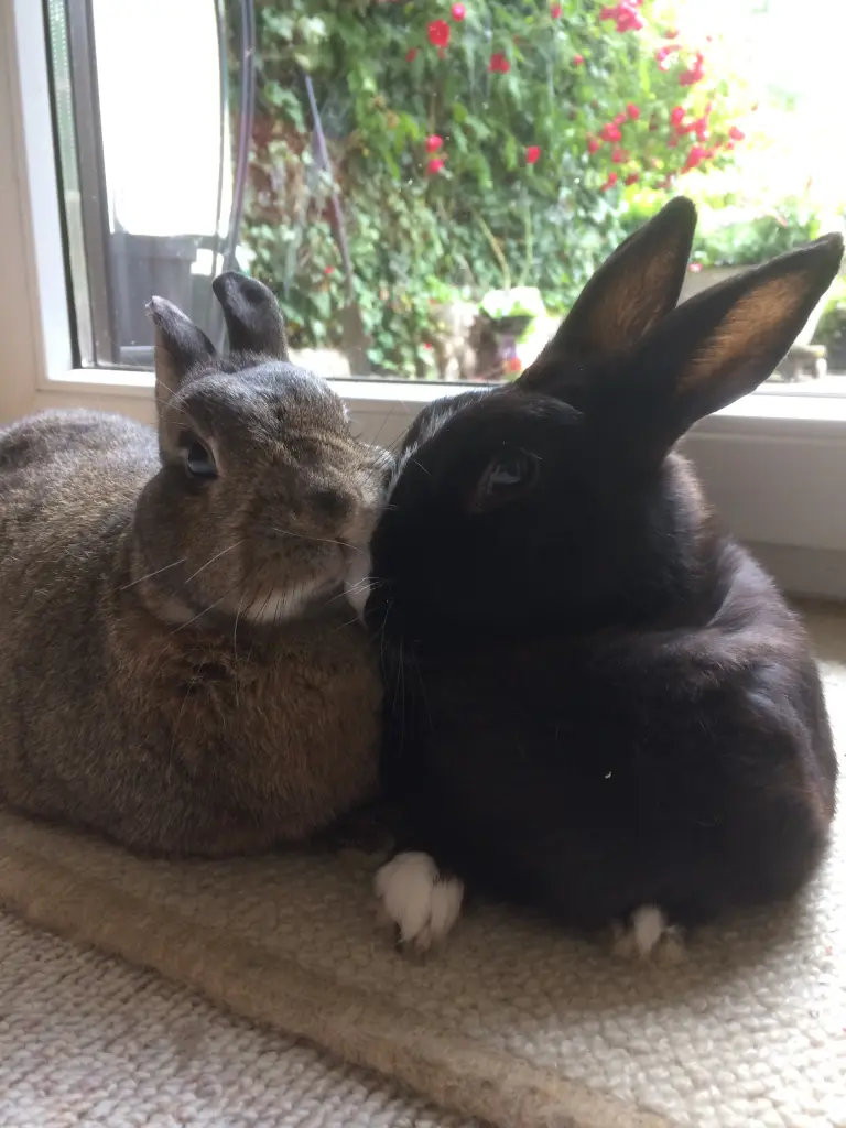 Condolence image of Sonntagsrosen für Gismo