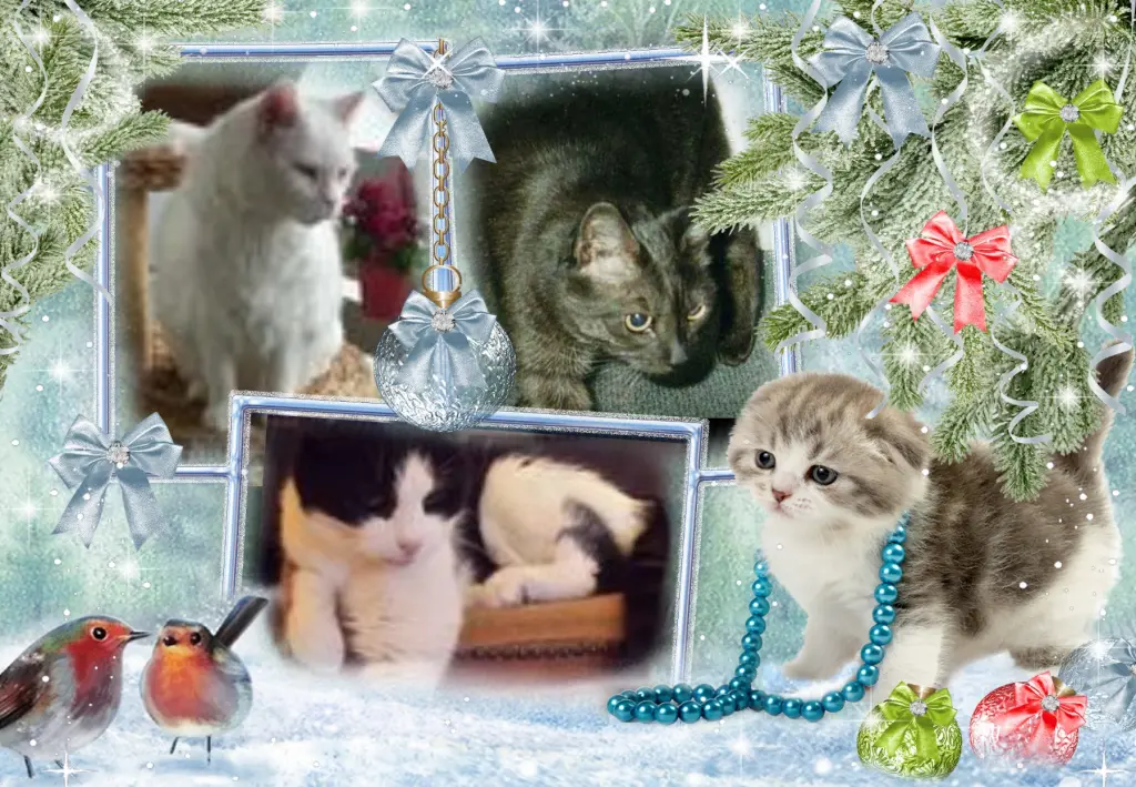 Condolence image of Klaudia mit Misiu❤❤❤Ganz Tief im Herzen❤