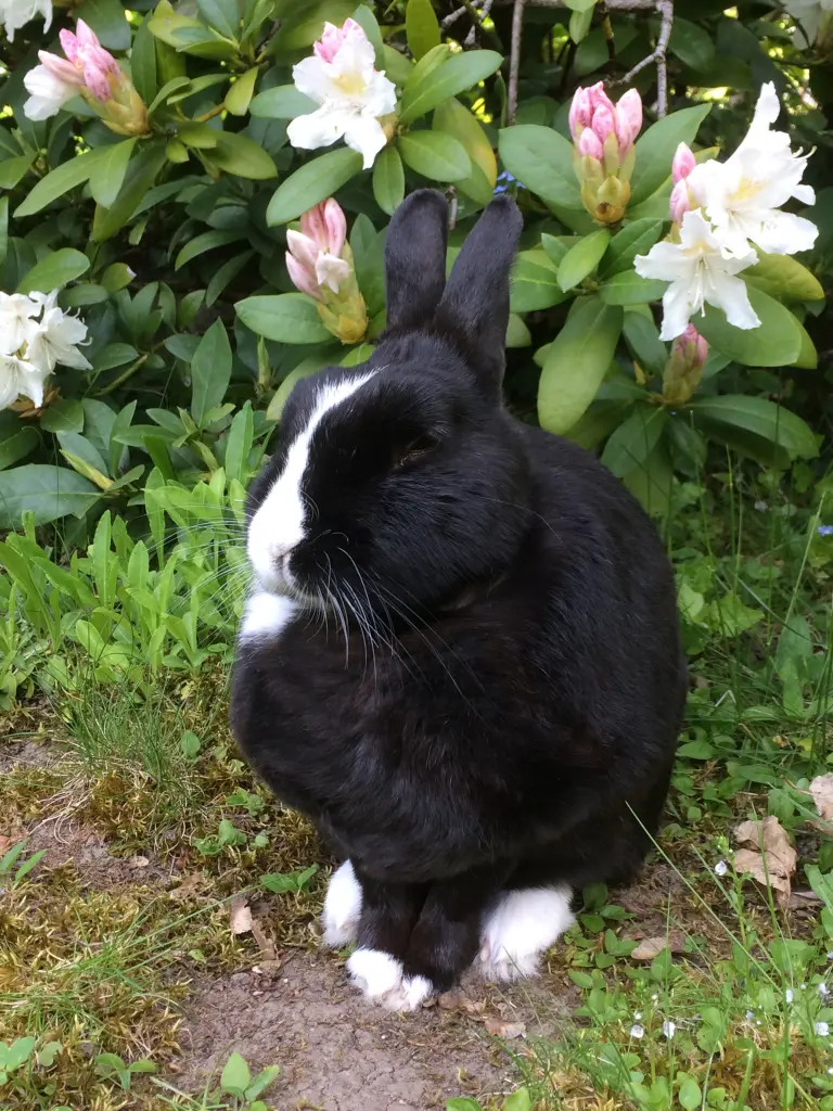 Condolence image of Sonnenstrahlenrosen zum Sonntag