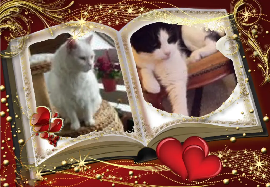 Condolence image of Klaudia mit Misiu❤❤❤Ganz Tief im Herzen❤