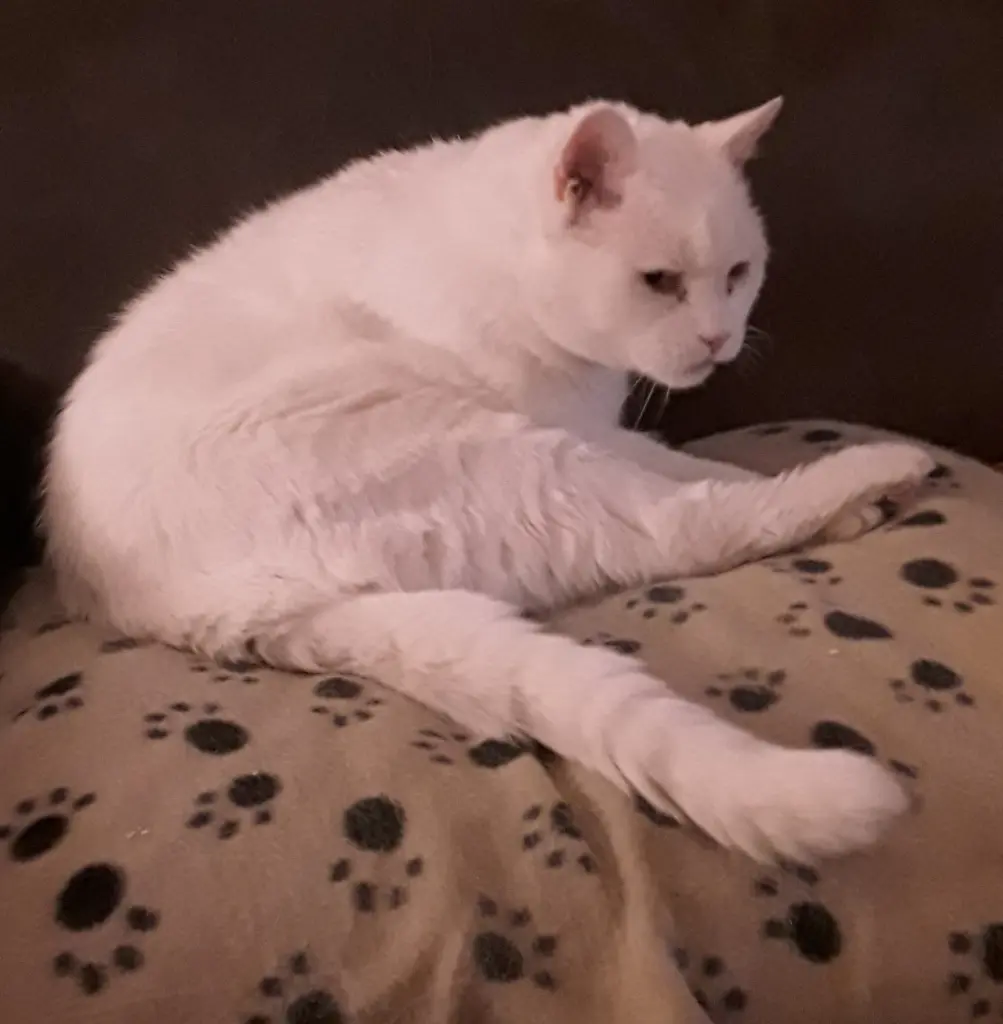 Condolence image of deiner Ilse