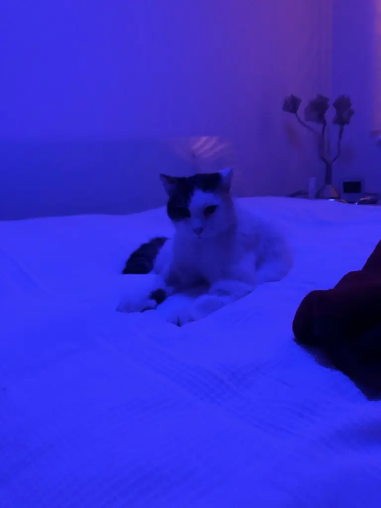 Condolence image of Susanne mit Cedric im Herzen 