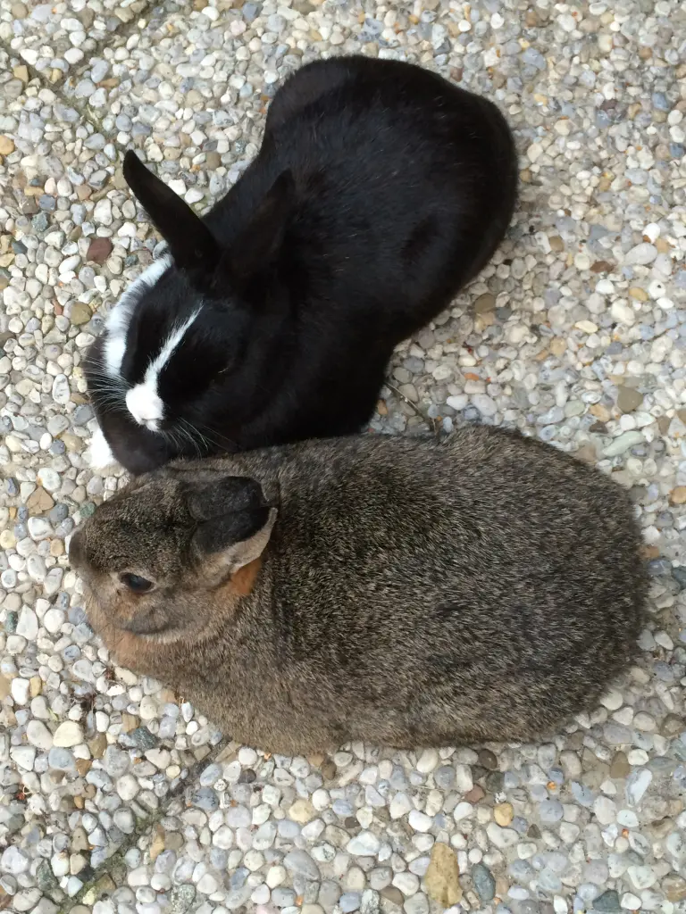 Condolence image of Eine Sonntagsrose für Gismo