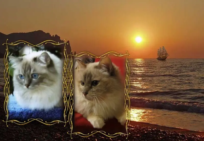 Condolence image of Uschi mit Seelenkatzen Jojo und Merlin