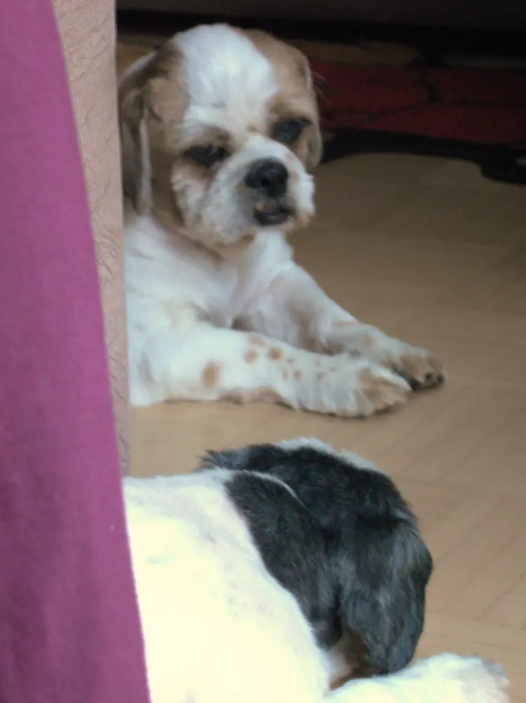 Condolence image of Marika mit Balou und Hippo im Herzen