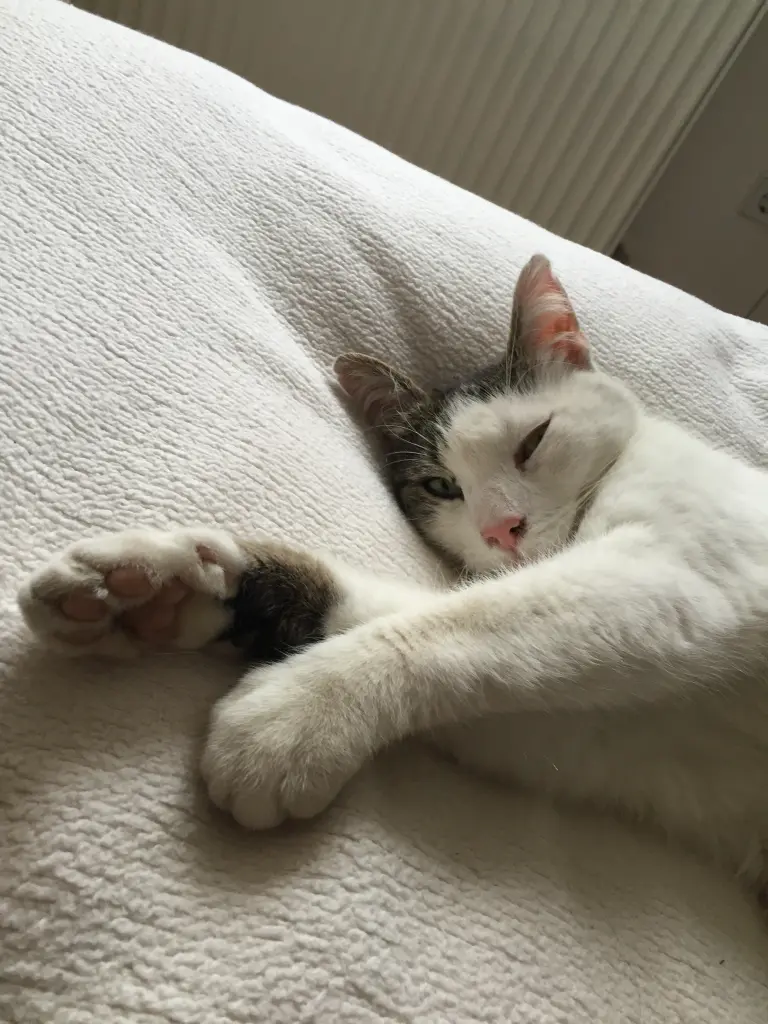 Condolence image of Susanne mit Cedric im Herzen