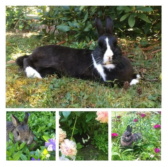 Condolence image of Sonntagsrosen für Gismo