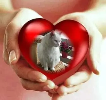 Condolence image of Sonntags Rosen fur Liebe Gismo❤️