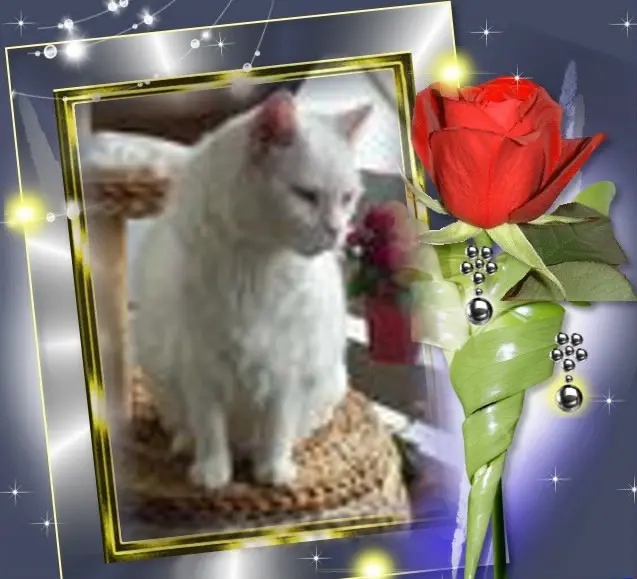 Condolence image of ❤️❤️❤️