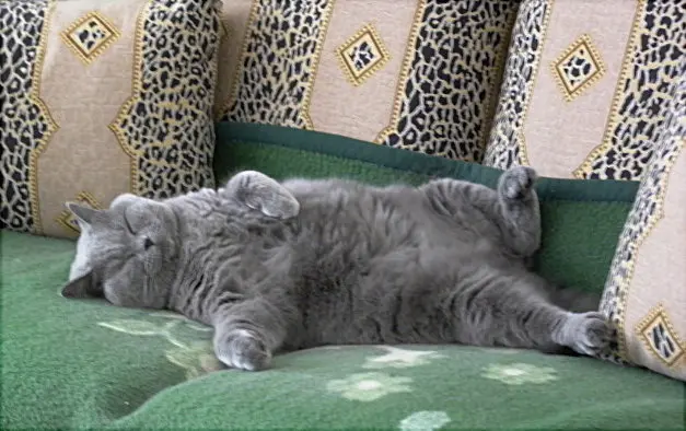 Condolence image of Hans u. Sibylle mit Momo † 13.11.2017