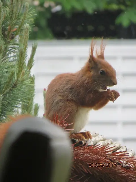 Condolence image of Uschi mit Seelenkatzen Jojo und Merlin
