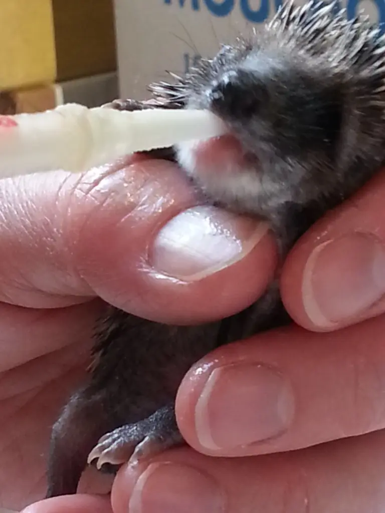 Condolence image of Marika mit Balou und Hippo im Herzen