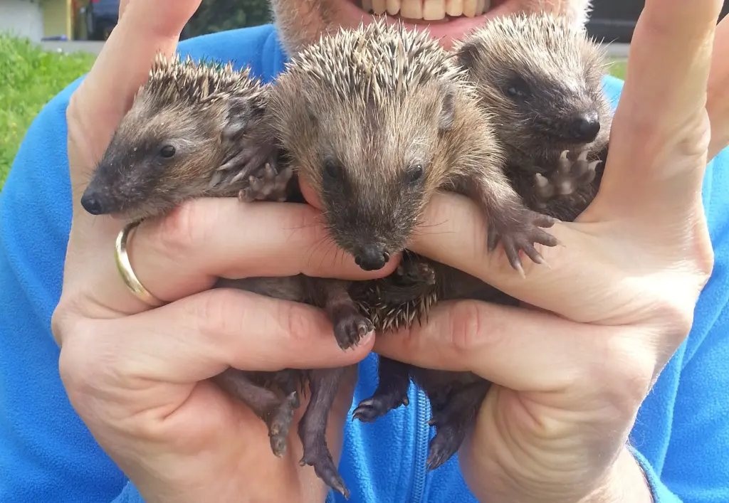 Condolence image of Marika mit Balou und Hippo im Herzen