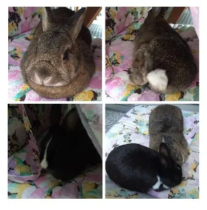 Condolence image of Eine Sonnenrose für Gismo