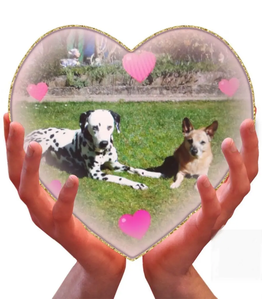 Condolence image of Eine Rose für Gismo❤