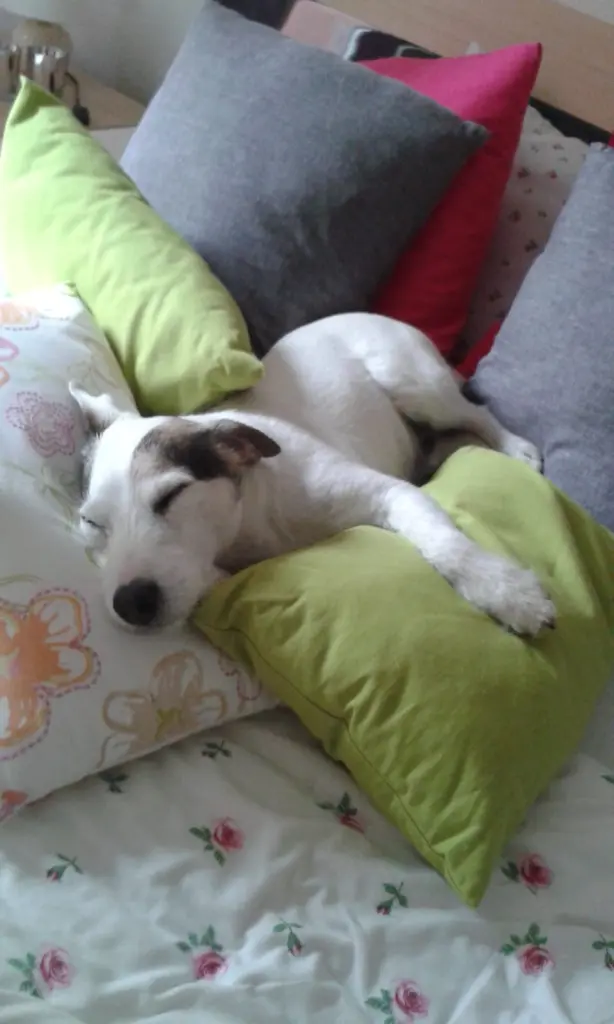 Condolence image of Kerstin mit  Gismo  im Herzen 