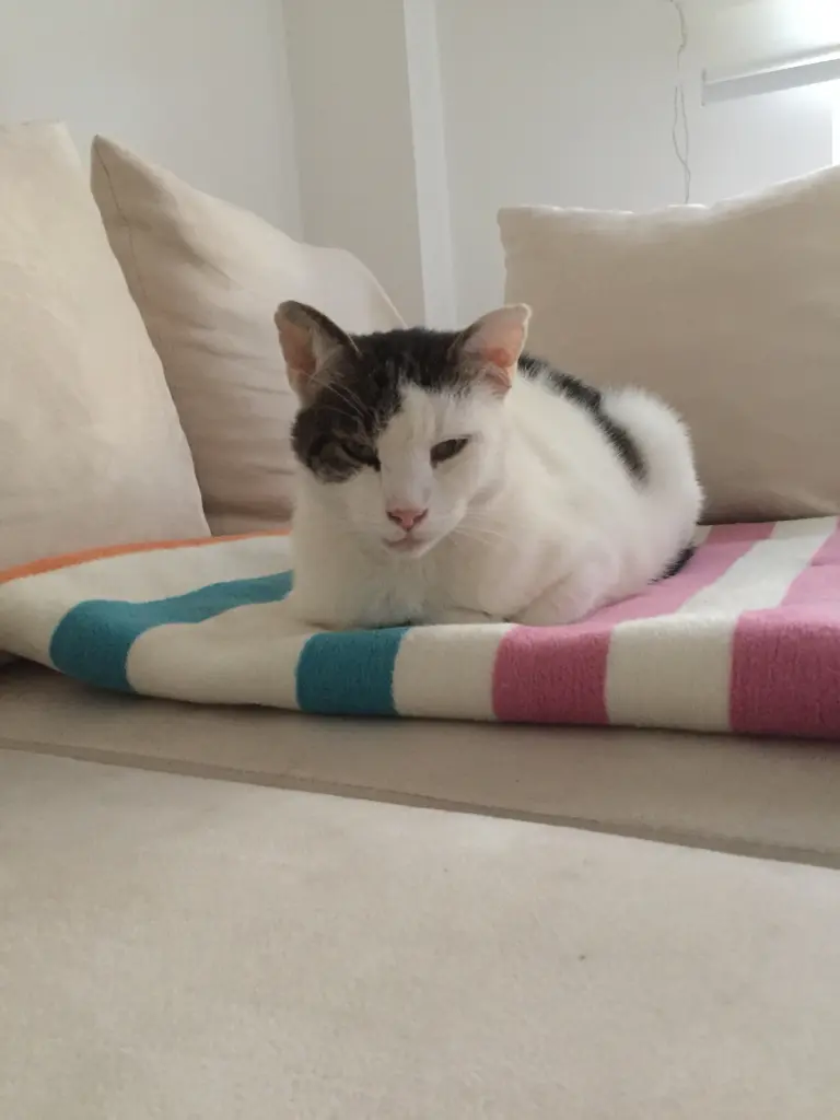 Condolence image of Susanne mit Cedric im Herzen 