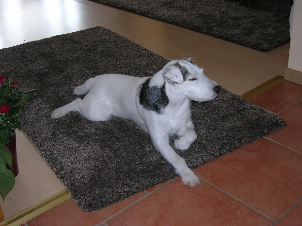 Condolence image of Kerstin mit Gismo im Herzen
