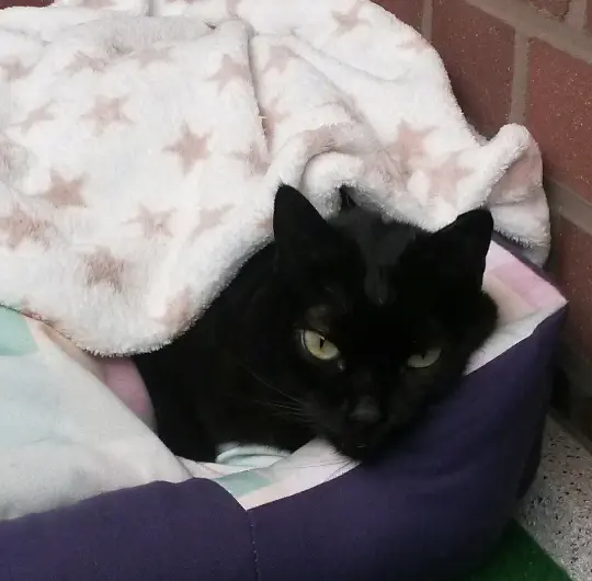 Condolence image of Anja mit Joy im Herzen ❤