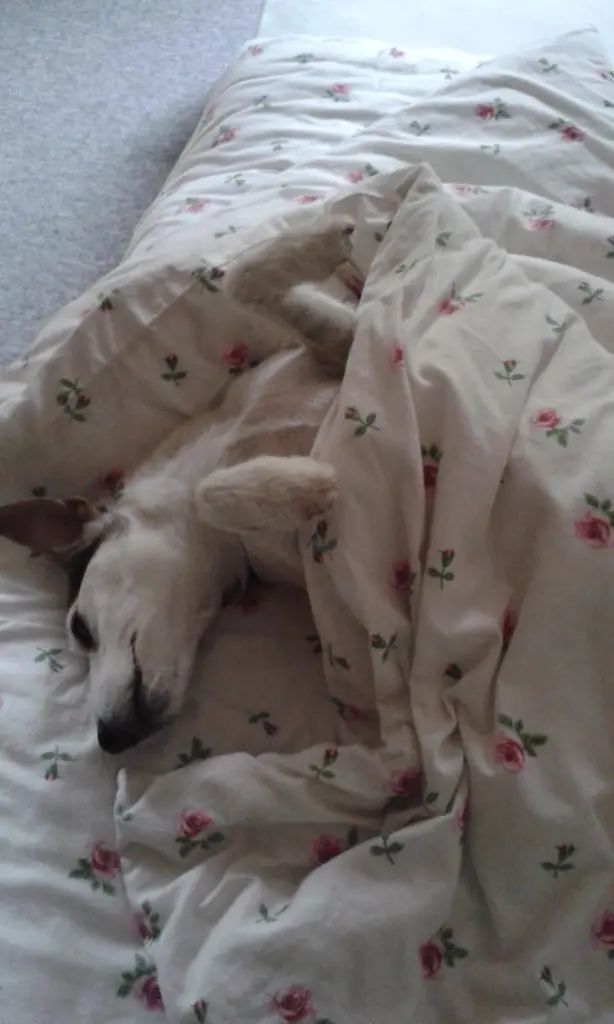 Condolence image of Kerstin mit  Gismo  im Herzen 