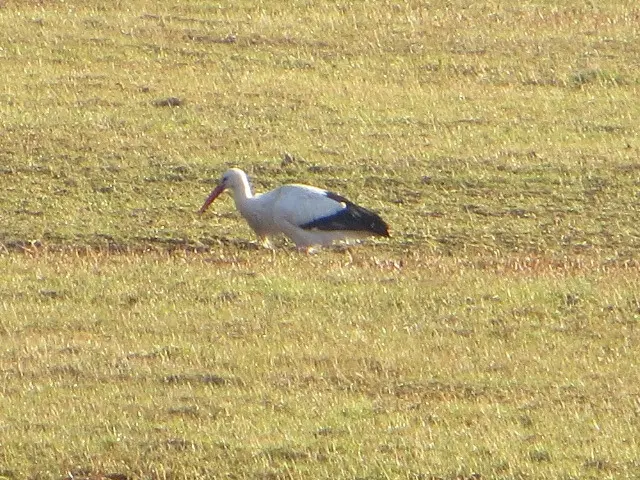 Condolence image of Uschi mit seelenkatzen Jojo und Merlin