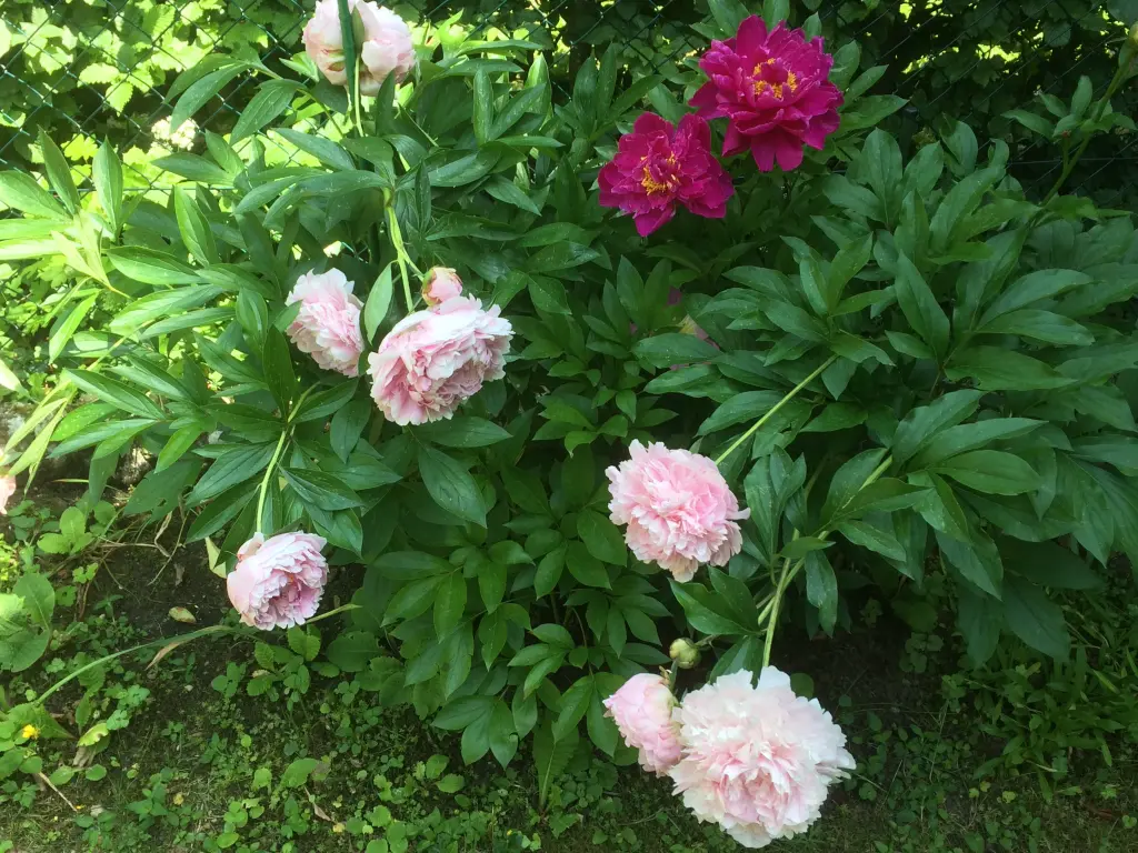 Condolence image of Hoffnungsrosen für Jule 