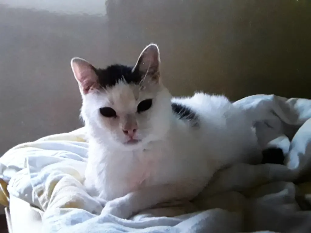 Condolence image of Eike und Edeltraud mit Mulle Miezi und Jonny tief im Herzen 