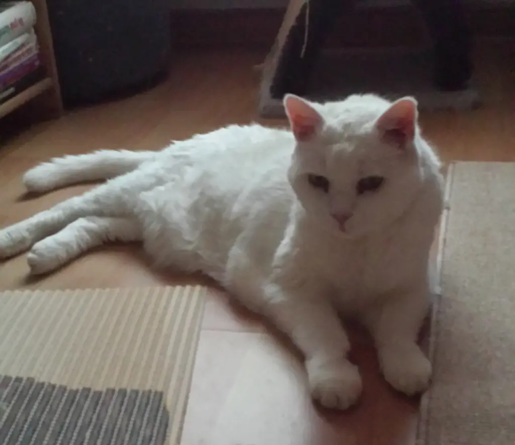 Condolence image of deiner Ilse in Liebe