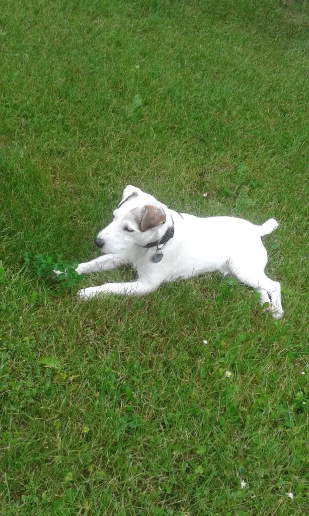 Condolence image of Kerstin mit Gismo im Herzen