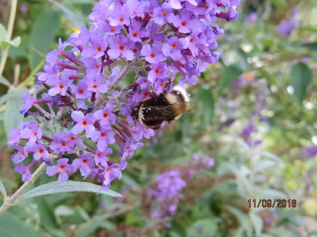 Condolence image of Uschi mit Seelnekatzen Jojo und Merlin