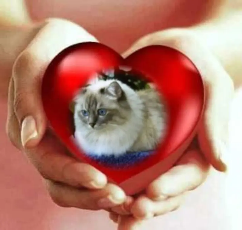 Condolence image of Uschi mit Seelenkatzen Jojo und Merlin