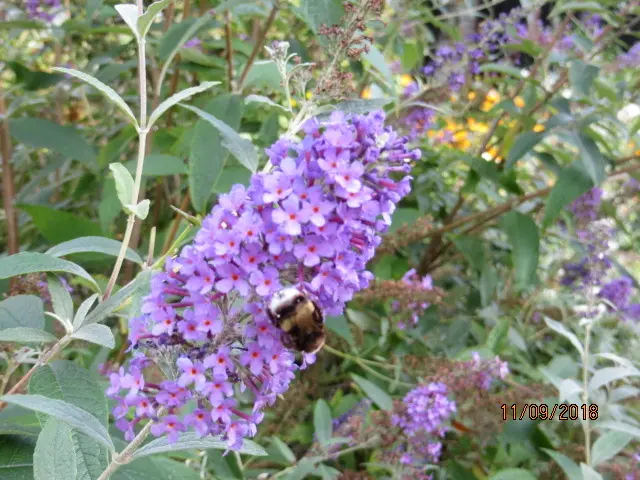 Condolence image of Uschi mit Seelenkatzen Jojo und Merlin